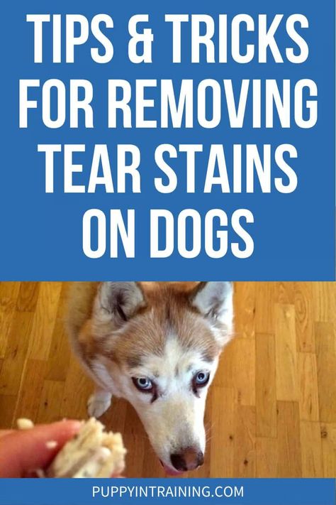 Tips & Tricks For Removing Tear Stains On Dogs - Puppy In Training Dog Tear Stains Remedies, Remove Tear Stains From Dogs Eyes, Dog Tear Stain Remover Diy, How To Clean Tear Stains On White Dogs, Dog With Egg On Head, Tear Stain Removal Dogs Diy, Tear Stains On White Dogs, Tear Stain Removal Dogs, Dog Tear Stains