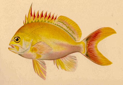 Shoreline Fishes Of The Hawaiian Islands c. 1905 Hawaiian Fish, Fish Artwork, Watercolor Fish, Fish Illustration, Marine Aquarium, Medieval Manuscript, Scientific Illustration, Vintage Fishing, Fish Print