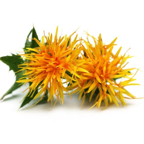 Safflower Oil | Moksha Lifestyle Products Acne Gel, Cooking Oils, Oil Skin Care, Safflower Oil, Oil Moisturizer, Mineral Sunscreen, Oil Plant, Carrier Oils, Tinted Moisturizer