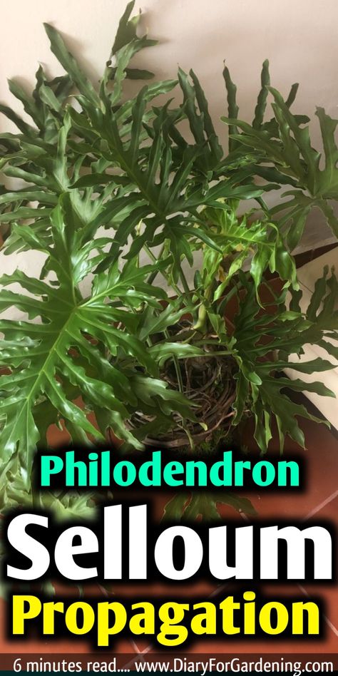 Philodendron Selloum Propagation Lacy Tree Philodendron, Split Leaf Philodendron Propagation, Propagating Philodendron, Selloum Plant, Philodendron Propagation, Propagate Philodendron, Philodendron Selloum, Plant Jungle, Growing Garden