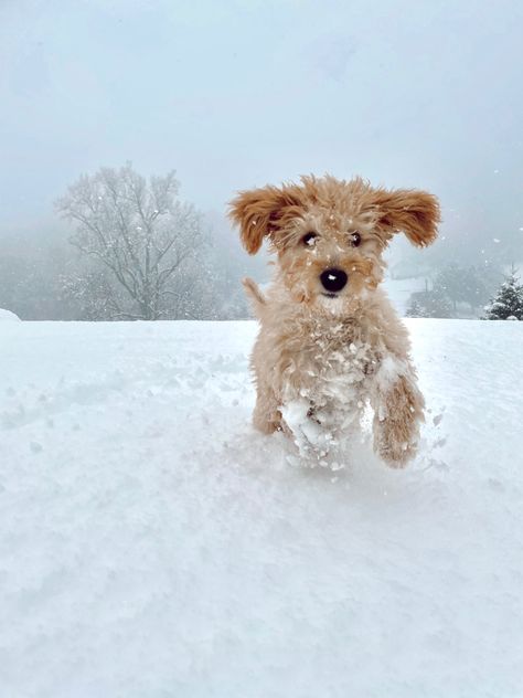 Snow Puppy, Doodle Cute, Dog Background, Snow Animals, Winter Puppy, Snow Pictures, Snow Dogs, Christmas Puppy, Winter Animals