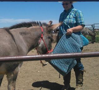 Donkey Shelter Ideas, Farm Shelter, Farm Donkey, Donkey Training, Donkey Care, Pet Donkey, Mini Donkeys, Miniature Donkeys, Horse Behavior