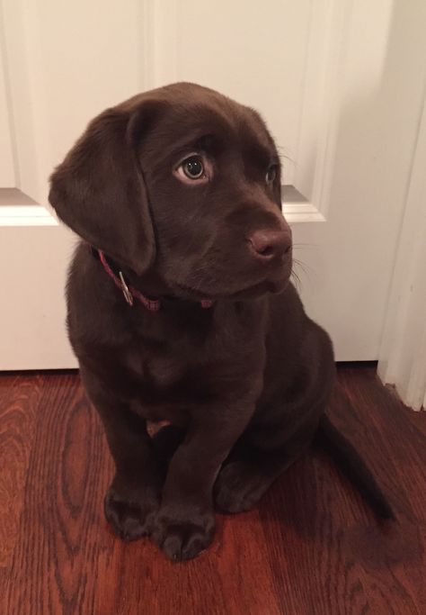 Cute choc lab Choc Lab, Chocolate Labs, Labrador Retrievers, Chocolate Lab, Puppy Dogs, Puppy Pictures, Weird Animals, Family Goals, New Puppy