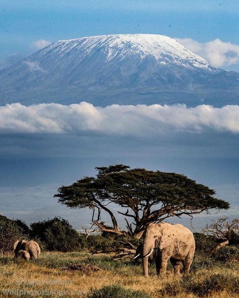 Mt Kilimanjaro Photography, Kilimanjaro Tattoo, Scenic Tattoo, Christian Art Painting, Kenya Wildlife, Mt Kilimanjaro, African Plains, Ice Cap, Elephant Images