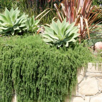 Creeping rosemary - Inland Valley Garden Planner Creeping Rosemary, Trailing Rosemary, Front Lawn Landscaping, Growing Rosemary, Tattoo Plant, Rock Plants, Lawn Alternatives, Rosemary Plant, Drought Tolerant Garden