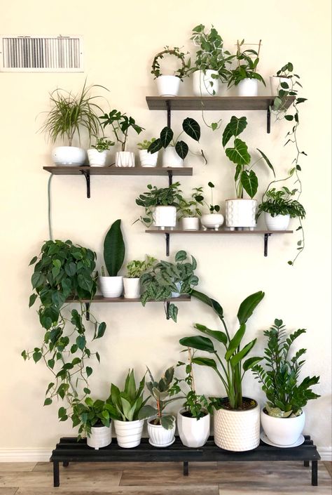 Indoor Plant Room Ideas, Senora Era, Propagation Ideas, Indoor Plant Wall, Screen Plants, Corner Plant, Plant Wall Decor, Modern Plant Stand, Living Room Plants