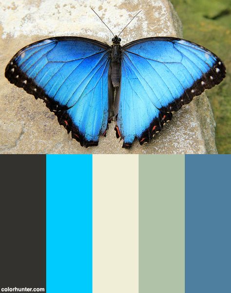 Earnley+Butterflies,+Birds+&+Beasts+20-09-2012+Color+Scheme Morpho Azul, Photo Papillon, Wood Texture Seamless, House Colours, Color Palette Challenge, Paint Color Schemes, Color Schemes Colour Palettes, Baby Frame, Colour Combos