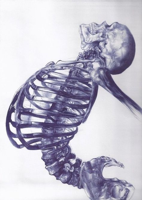 Medical Drawings, Skull Sketch, Ballpoint Pen Art, Skeleton Drawings, Ballpoint Pen Drawing, Skulls Drawing, Anatomy For Artists, Skeleton Art, Anatomy Drawing