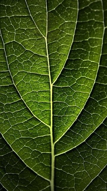 Hydrangea Leaf, Hydrangea Leaves, Geometry In Nature, Color My World, Plant Texture, Ecology Design, Natural Structures, Texture Inspiration, Image Nature