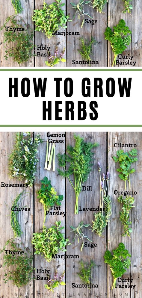 Start A Herb Garden, Raised Garden Beds Herbs, Herb Garden Starter, Harvesting Herbs How To, Tea Herbs To Grow, Herb Planting Guide, How To Start An Herb Garden, Planting Herbs Outdoors, Diy Herb Garden Outdoor