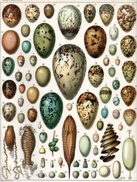 Vintage Ephemera: Eggs French Illustration, History Posters, Science Illustration, Bird Designs, Bird Eggs, Exotic Bird, Beautiful Bird, Egg Art, Illustration Vintage