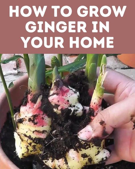 https://thegardenbeds.com/2022/06/20/h... - Garden Daily Ideas Growing Vegetables In Pots, Growing Herbs Indoors, Growing Ginger, Indoor Vegetables, Ginger Plant, Plant Care Houseplant, Vegetable Garden Diy, Indoor Vegetable Gardening, Growing Plants Indoors