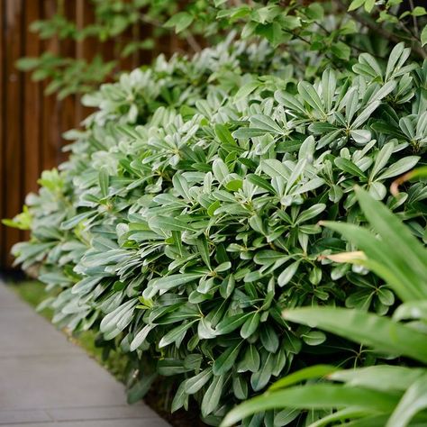 Ian Barker Gardens on Instagram: "Pittosporum tobira ‘Miss Muffet’ is a dwarf variety of Pittosporum with strong, dark glossy green oval leaves. In spring, you can expect to be greeted with blooms of small cream flowers, providing a beautiful fragrance to the garden. It is a favourite amongst the team at Ian Barker Gardens – it would be rare to find one of our landscape designs without one.  Uses 🍃 Pittosporum tobira ‘Miss Muffet’ is great planted in borders, pots, used as a hedge and mass groundcover. We often like to clump Miss Muffet with other plants to provide texture and interest in the garden.  Planting ☀️⛅ Plant in full sun or part shade and rich, well-drained soil. It’ll thrive best in a sheltered position but will be able to withstand light coastal breezes and frosts. It can suf Pittosporum Miss Muffet, Pittosporum Tobira, Bell Gardens, Miss Muffet, Coastal Breeze, Landscape Designs, Green Oval, Cream Flowers, Hedges