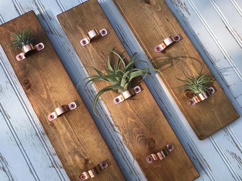 Air Plant Display Ideas, Air Plants Diy, Airplant Wall, Plant Display Ideas, Air Plants Decor, Air Plants Care, Air Plant Display, Hanging Plants Indoor, Plant Display