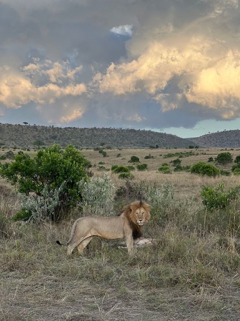 Leon lion king Africa Kenya safari Instagram aesthetic African Safari Aesthetic, Africa Safari Aesthetic, Botswana Aesthetic, Afrika Aesthetic, South African Aesthetic, Tanzania Aesthetic, South Africa Aesthetic, Lion Aesthetic, Safari Aesthetic