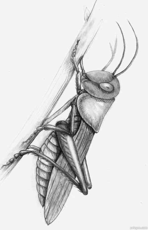 Bug Drawing Insects, Insect Drawing Sketchbooks, Insects Sketch, Grasshopper Drawing, Grasshopper Tattoo, Insect Art Projects, Beetle Drawing, Bugs Drawing, Insect Eyes