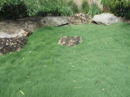 alternatives to grass lawns - buffalo grass (type of fescue) Drought Tolerant Grass, Lawn Alternative, No Mow Grass, Fescue Grass, Gardening Videos, High Country Gardens, Lawn Alternatives, Drought Tolerant Garden, Drought Tolerant Landscape