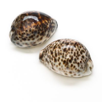 Tiger Cowie Shells Cowrie Shells Meaning, Cowrie Shell Aesthetic, Starfish Pictures, Beach Season Cowrie Shell, Cowie Shell, Preserved Animals, Pansy Shell, Beaded White Cowrie Shell, Tiger Cowrie Shell