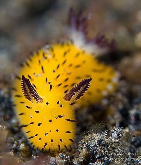 Golden Sea Bunny 🐰💛 Scientific Name: Jorunna parva 📍 Most commonly in Kii Province, Japan. Jorunna parva has subsequently been reported from the Philippines, Tanzania, Papua New Guinea, Seychelles and Réunion Nudi Fun Fac Creature Marine, Sea Slug, Beautiful Sea Creatures, Water Animals, Underwater Creatures, Underwater Life, Ocean Creatures, Marine Animals, Ocean Animals