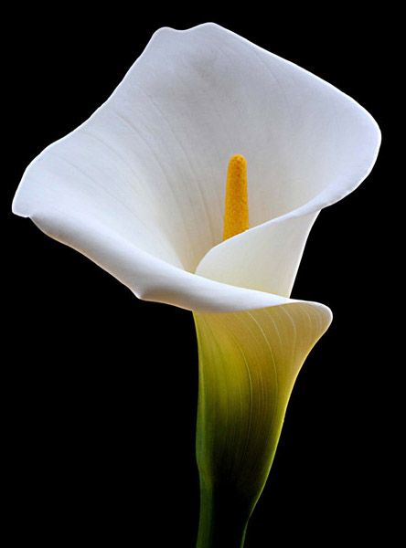 Calla Lily Painting, Arum Lily, Calla Lily Flowers, Lily Painting, Calla Lilies, Beautiful Flowers Pictures, Flower Art Painting, Understated Elegance, Lily Flower