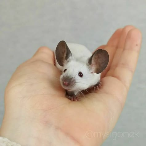 Fancy Mice, Fancy Mouse, Funny Rats, Blue Point, Pet Mice, Cute Rats, Baby Mouse, Cute Mouse, Oct 1