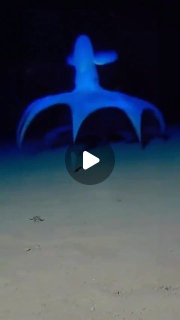 science 🚀 on Instagram: "The way this Cirroteuthidae octopus moves across the ocean floor 🤤 ( Yes, the video is sped up ) ⠀ source?! (Dm) ⠀ follow @sciencesetfree 🌌💞 ⠀" Octopus Video, Octopus Gif, Vampire Squid, Ocean Floor, December 13, Deep Water, Ocean Life, Deep Sea, Sea Creatures