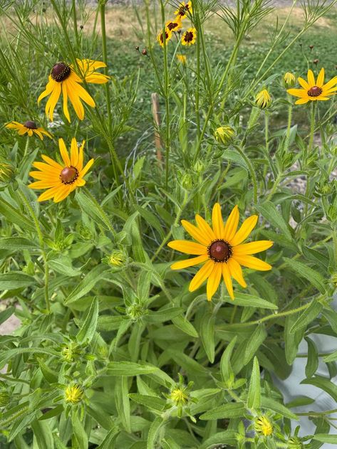 This North American perennial wildflower with a dark center a yellow daisy-like petals is sometimes confused with the sunflower. It is shorter, its center is a darker brown and the petals are bright orange-yellow. https://www.outwriterbooks.com/plant-list/black-eyed-susan Brown Eyed Susan, The Sunflower, Plant List, Black Eyed Susan, Black Eyed, Planting Seeds, Bright Orange, Orange Yellow, Garden Plants