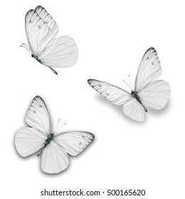 Three White Butterfly Isolated On White Stock Photo 278390405 | Shutterstock White Butterfly Tattoo, Bride And Groom Silhouette, White Butterflies, Butterfly Background, White Phone Case, Dream Photography, Morpho Butterfly, Butterfly Images, Butterfly Clip Art