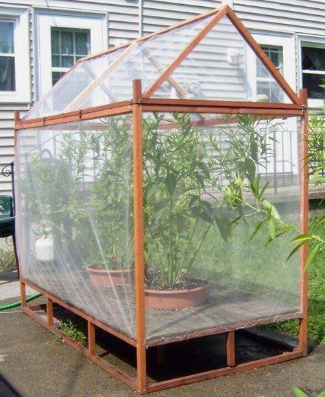 Bug free Diy Monarch Butterfly, Butterfly Enclosure, Monarch Butterfly Habitat, Raising Monarch Butterflies, Butterfly Cage, Monarch Butterfly Garden, Butterfly Garden Plants, Butterfly Habitat, Butterfly Houses