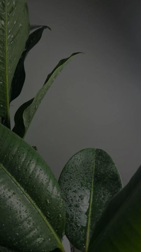 Leaves Wallpaper Iphone, Plant Styling, Dark Green Aesthetic, Iphone Wallpaper Hd Nature, Plant Therapy, Indoor Jungle, Plant Wallpaper, Urban Gardening, Plant Aesthetic