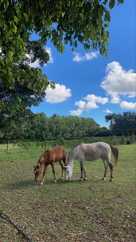 Pet Horse Aesthetic, Horse Field Aesthetic, Aesthetic Horse Riding, Horses In Pasture, Horses Countryside, Horses In A Pasture, Cottagecore Horses, Coastal Western, Farm Horses