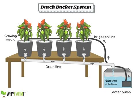 Diy Ebb And Flow Hydroponics, Hydroponic Bucket System, Hydroponic Tomatoes Diy, Dutch Bucket Hydroponics Diy, Tomato Hydroponics, Hydroponic Design, Ebb And Flow Hydroponics, Homemade Hydroponic System, Homemade Hydroponics