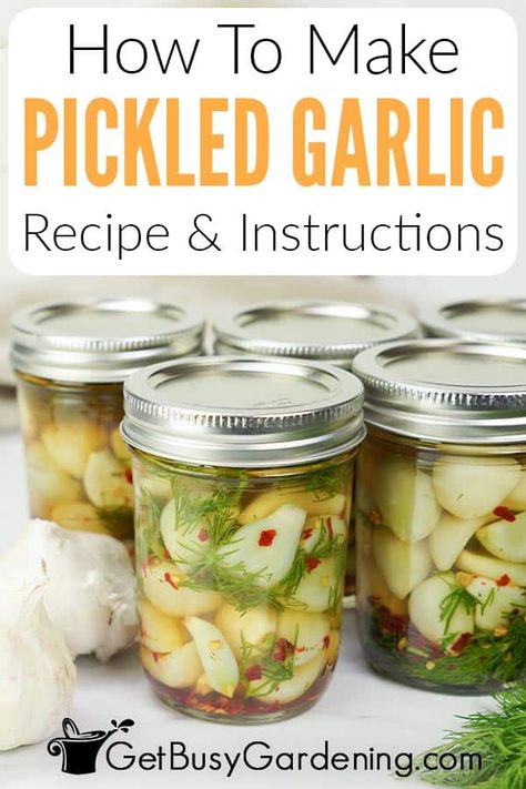 Easy Pickled Garlic, Best Pickled Garlic Recipe, Pickled Garlic Uses, Picked Garlic Recipes, Pickles Garlic Recipe, Quick Pickled Garlic, Spicy Pickled Garlic Recipes, How To Make Pickled Garlic, How To Pickle Garlic