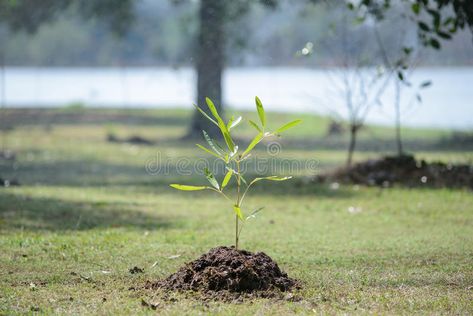 Sapling tree. Nature, new life , #Sponsored, #tree, #Sapling, #life, #Nature #ad Sapling Tree, Tree Sapling, Agriculture Land, Life Image, Banana Breakfast, Life Nature, Sushant Singh, Phone Wallpaper Design, Wood Burner