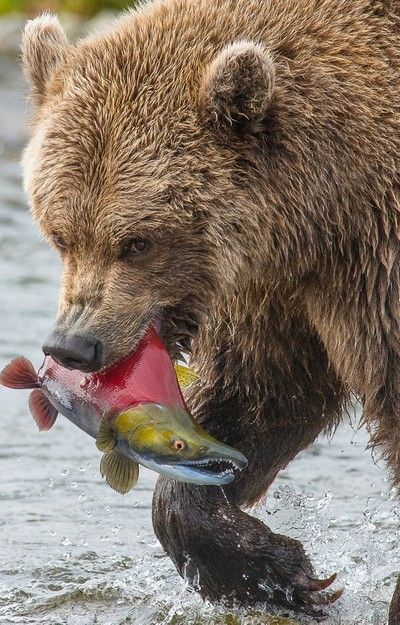 Bear Hug by galsworth - VIEWBUG.com Bear Fishing, North American Animals, North American Wildlife, Spirit Bear, Bear Paintings, Bear Pictures, Majestic Animals, Bear Hug, Bear Art