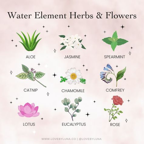 Herbal Flowers, Herb Magick, Witch Mountain, Medicinal Herbs Remedies, Magickal Correspondences, Science Infographics, Hubble Bubble, Work Vision Board, Cleansing Energy