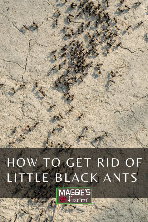 Lots of little black ants crawling on ground Carpenter Ants In House Get Rid Of, Small Ants How To Get Rid Of, How To Get Rid Of Tiny Ants, How To Get Rid Of Black Ants, Ants In Garden, Ant Removal, Ant Trail, Ants Activities, Tiny Ants