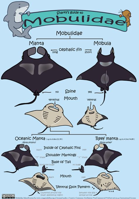 Sharky's guide to Mobulidae~ brought to you by Congratulafins Manta Ray Art, Oceanography Marine Biology, Shark Facts, Shark Art, Biology Notes, Beautiful Sea Creatures, Marine Biologist, Manta Ray, Animal Facts