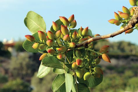 Pistachio Tree, Yellow Spring Flowers, Soil Testing, Plant Spacing, Fruit Tree, Harvest Time, Harvest Season, Interesting History, Deciduous Trees