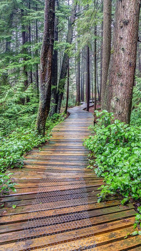 Wood Pathway, Mountain House Decor, Wild Park, Lake Landscaping, Wooden Path, Backyard Walkway, Walkways Paths, Wooden Walkways, Forest Path