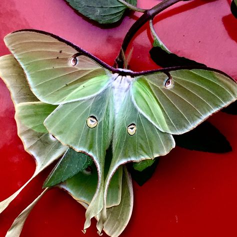 Luna Moth Wings, Beautiful Moths, Luna Moths, Lunar Moth, Moth Wings, Moon Moth, Moth Art, Textile Sculpture, Beautiful Bugs