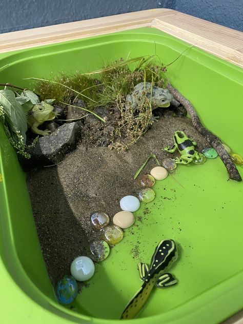 Diy Frog Habitat, Tadpole Habitat, Frog Sensory Bin, Preschool Provocations, Frog Project, Pond Habitat, Life Cycle Of A Frog, Frog Habitat, Frog Life Cycle