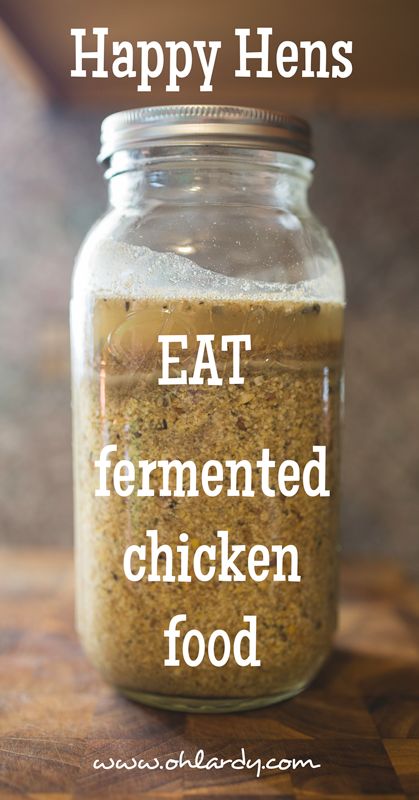 No other feed has the quickest results and brings the chickens to the best of health, than fermented feed. Fermented Chicken Feed, Chicken Life, Chicken Health, Chicken Treats, Raising Backyard Chickens, Chicken Garden, Crazy Chicken Lady, Keeping Chickens, Chicken Food