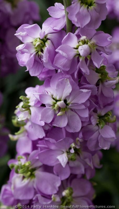 Matthiola Incana, Stock Flowers, Rose Pic, Lemon Leaf, Flower Identification, Horse Guards, Seed Packaging, Stock Flower, Flower Guide