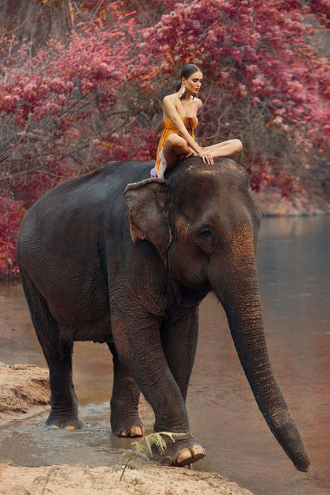 Amazing!! Elephant Photography, Elephant Ride, Elephant Love, Bohol, Gentle Giant, An Elephant, Zebras, 귀여운 동물, Beautiful Creatures