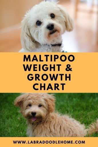 Maltipoo Dogs Full Grown, Dog Grooming Styles Maltipoo, Maltipoo Grooming Styles, Maltipoo Haircut Styles Teddy Bears, Maltipoo Adult, Maltipoo Haircut Styles, Maltipoo Grooming, Maltipoo Full Grown, Maltese Poodle Puppies