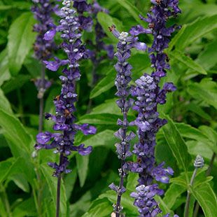 Mealycup Sage - Salvia farinacea 'Victoria' bears deep, navy blue flowers on medium spikes from early summer to frost. A staple. Salvia Farinacea, Blue Container, Two Lips, Navy Blue Flowers, Fine Gardening, Deep Navy Blue, Patio Plants, Bedding Plants, Companion Planting