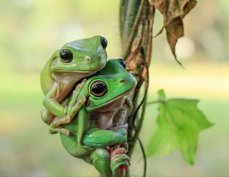 adorable toads | Cute Frog Photography | Bored Panda Whites Tree Frog, Green Frogs, Wild Animals Photos, Frog Pictures, Funny Frogs, Frog Art, Airbrush Art, Frog And Toad, Tree Frogs