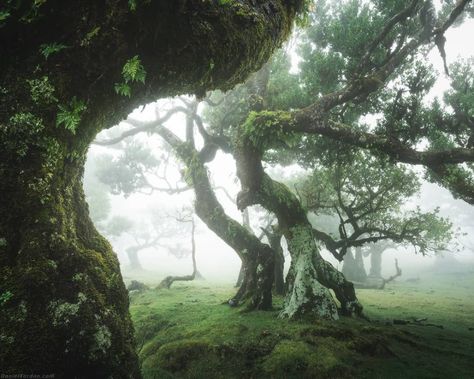 De Profundis Clamavi, maureen2musings: Fanal Laurel forest danielkordan Dark Naturalism, Dark Green Aesthetic, Foggy Forest, Old Trees, Dark Forest, Nature Aesthetic, Pretty Places, Green Aesthetic, Fantasy Landscape