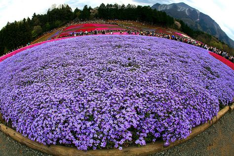 Carpet Blossoms    Phlox subulata　”Oakington　Blue”  It is known as shiba zakura in japan.  it looks like a carpet,  with a lot of different colours:) Steep Hill Landscaping, Evergreen Ground Cover Plants, Steep Hillside Landscaping, Backyard Hill Landscaping, Sloped Backyard Landscaping, Landscaping A Slope, Landscaping On A Hill, Sloped Yard, Sloped Backyard